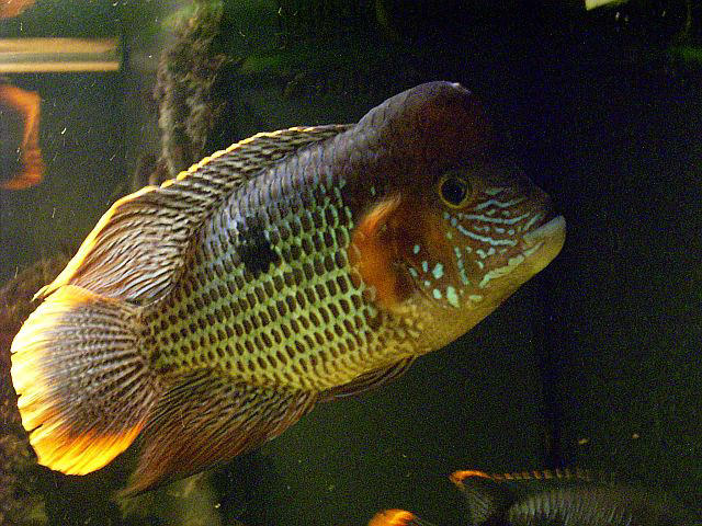 Aequidens rivulatus